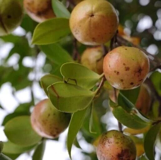 福安这里的油茶迎来丰收……