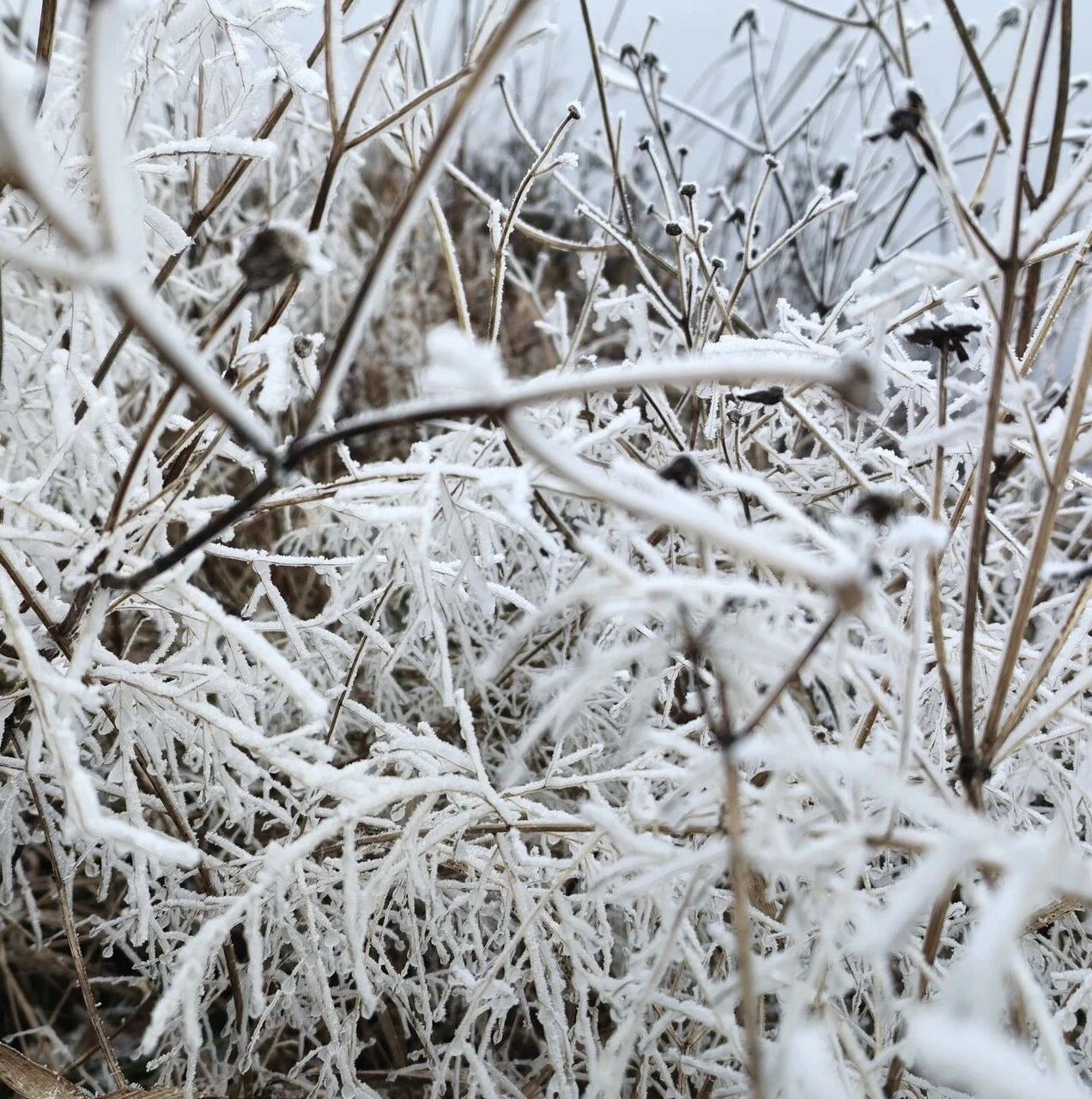 新年的第一场雾凇在白云山上演！