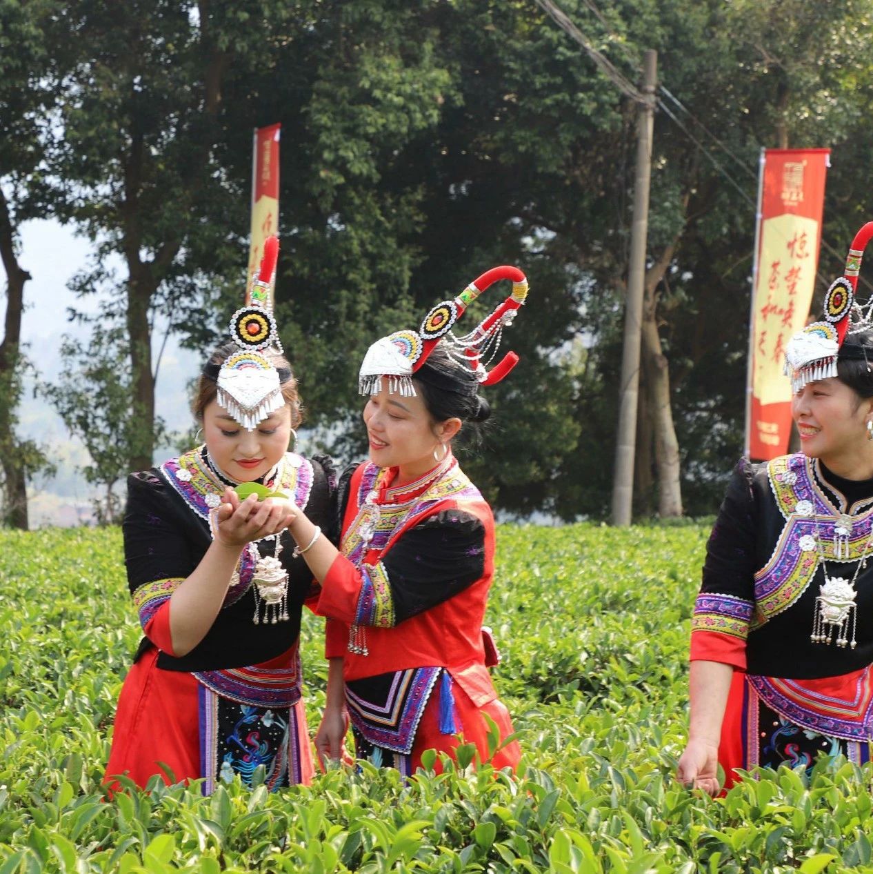 今天福安社口的喊山祭茶活动，你去参加了吗？