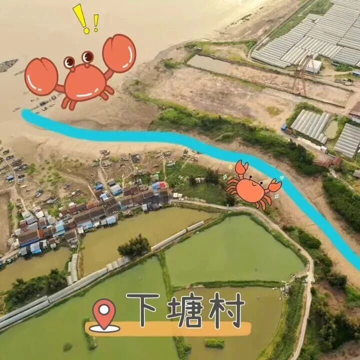 福地寻福·我的家乡我来推 | 湾坞镇下塘村野生青蟹：咸淡水间的黄金美味！