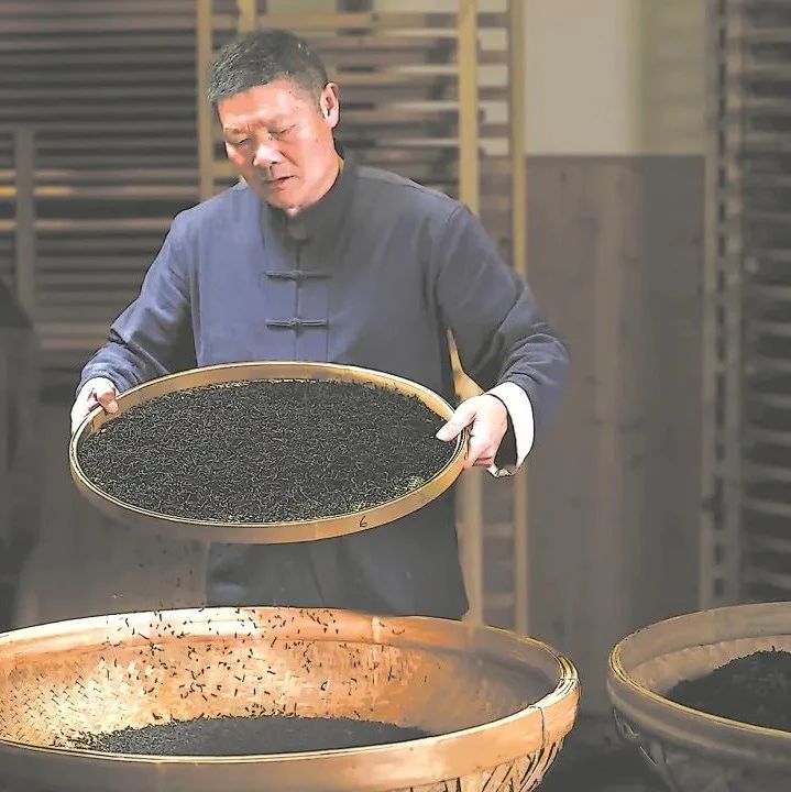 福安：俏销新红茶 氤氲花果香