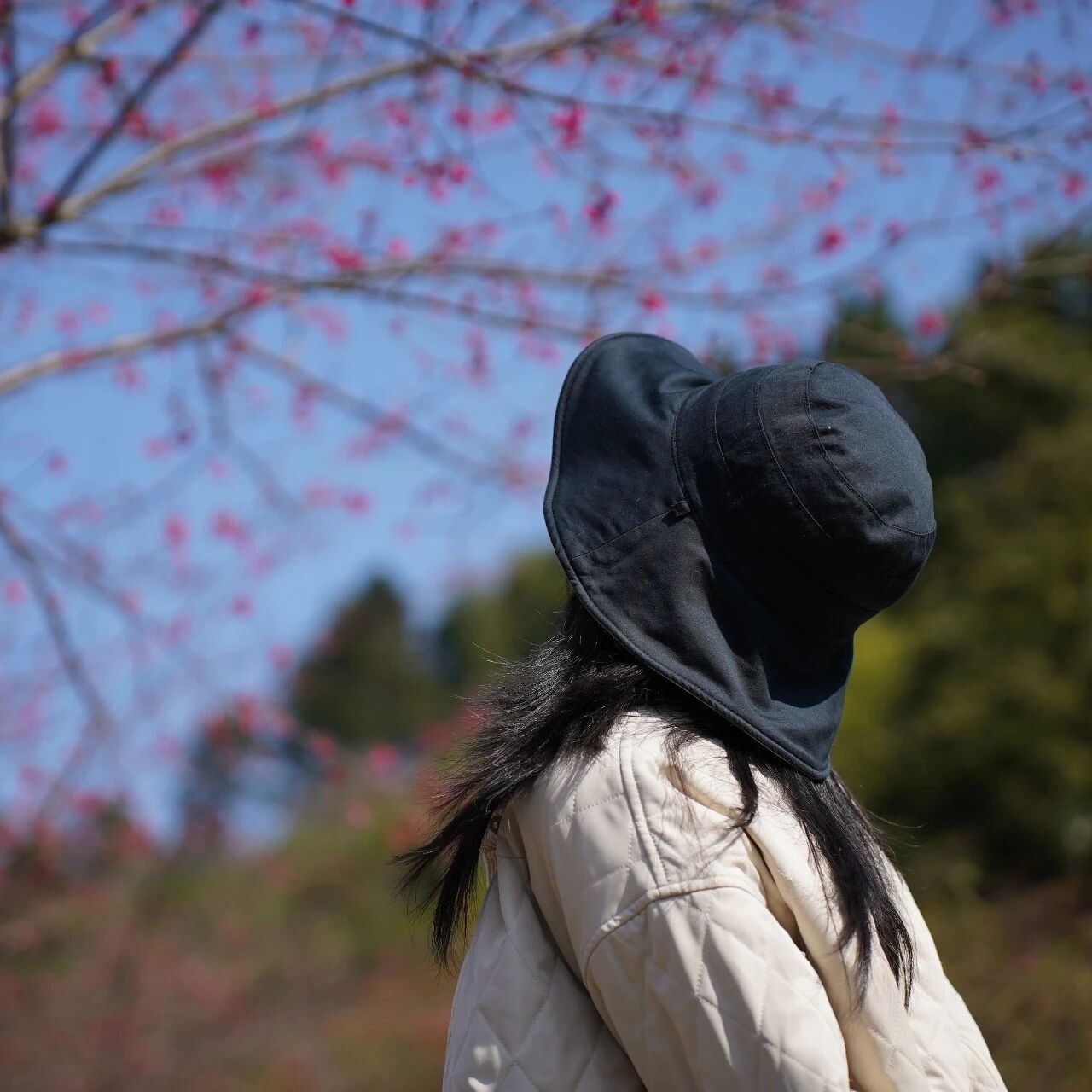 穆云畲族乡里楼村：樱花初绽迎客来