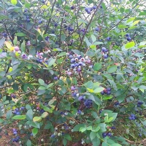 最近，不少人到福安上白石财洪村……