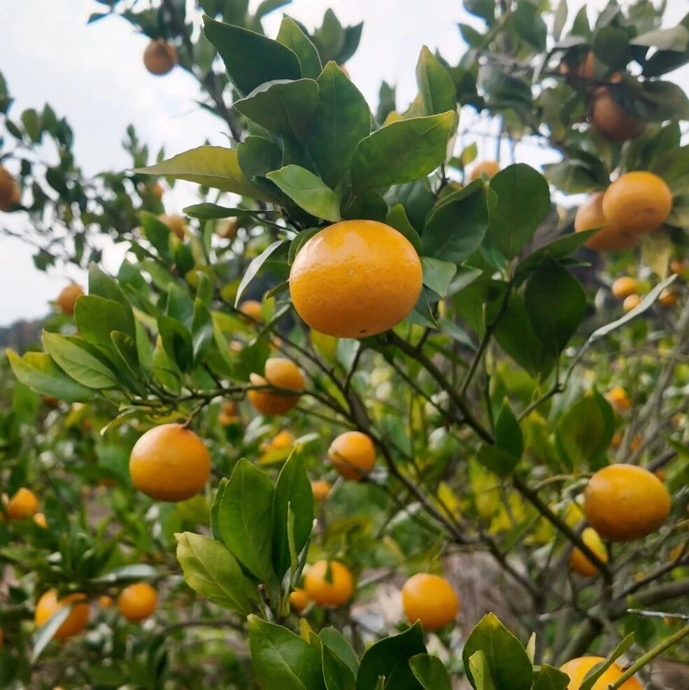 福安坂中汤洋村！千亩美味水果成熟上市！