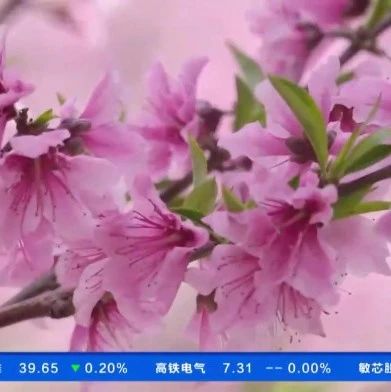 福安桃花，美上央视！