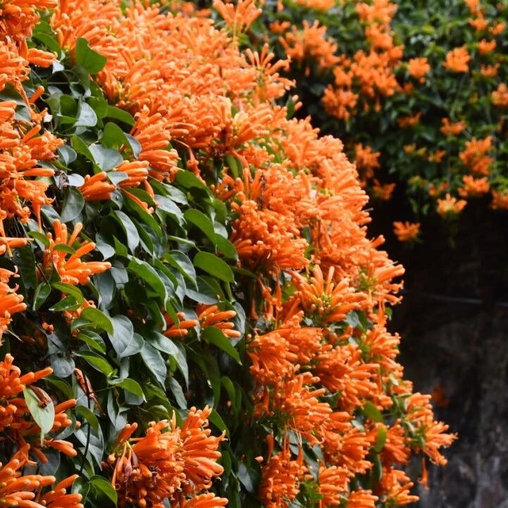 上春山！炮仗花已开遍赛岐这个最美庭院