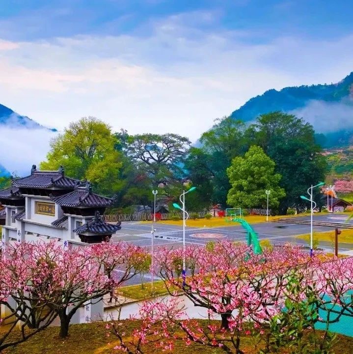 福安穆云虎头桃花开了吗？最新消息……