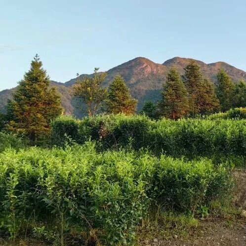 福安穆云畲族乡里楼村高山茶园再摘“茶王”：党建引领+科技赋能+非遗匠心的共富答卷