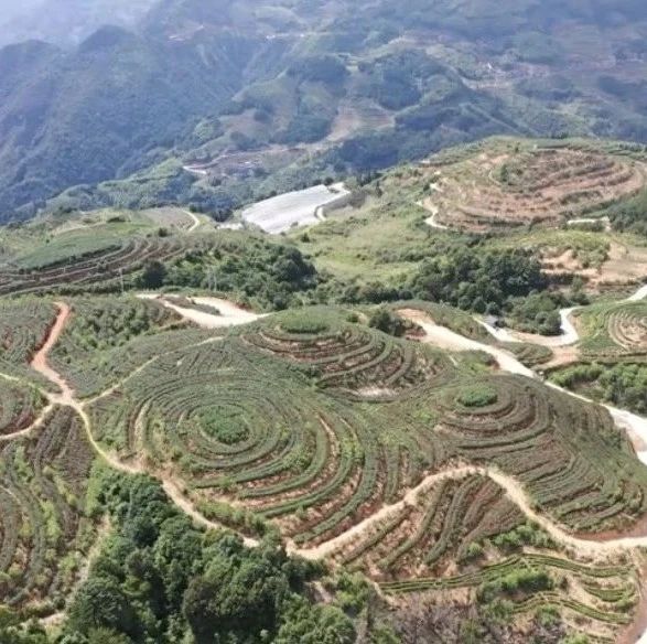 晓阳镇墙坪村建设高山生态联合茶厂 解决茶叶就地加工难题