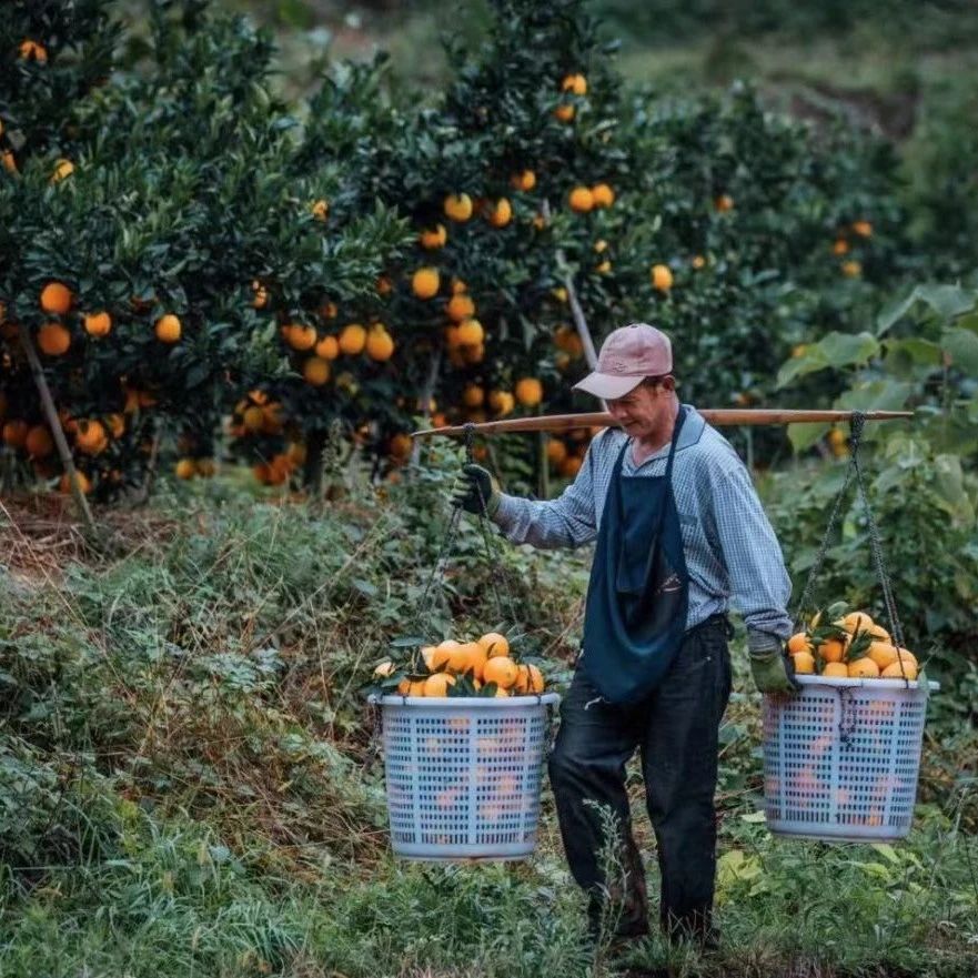 福安向你发出“橙”挚邀请，“脐”待你的采摘攻略！