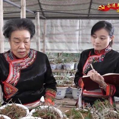 福安：做好“畲医药”文章  培育新优势产业