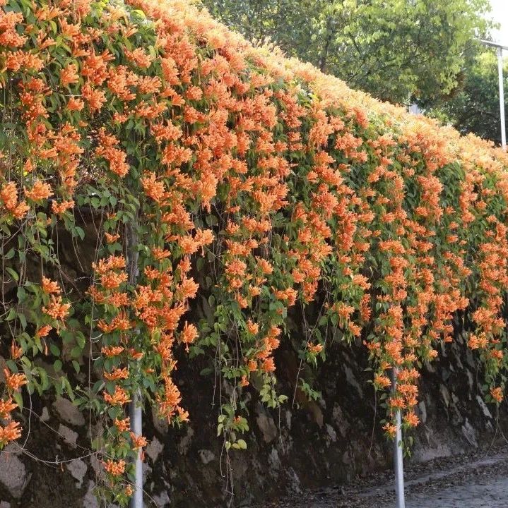 春天的花除了桃花、油菜花，还有......