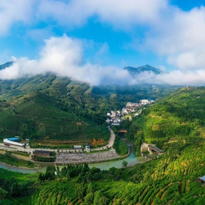 福地寻福·我的家乡我来推 | 社口茶香漫天下，坦洋工夫醉古今