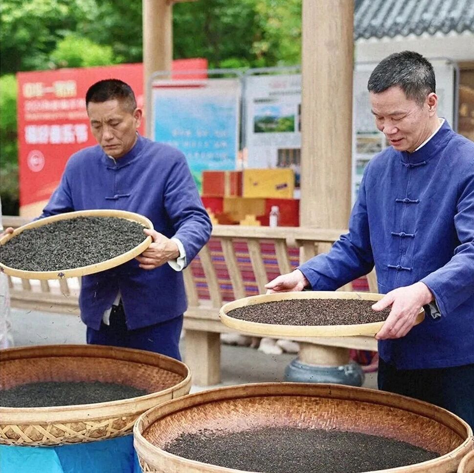 闽人智慧丨坦洋工夫茶制作技艺：一叶成一业，“茶文化”托起致富梦