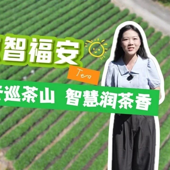 数智福安 | 5G云巡茶山  智慧润茶香