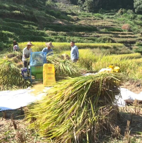 最近福安坂中仙岩村，一片片金黄的稻田点缀山野……