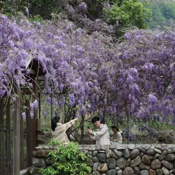 茜洋村紫藤花最新花期预告，最佳赏花期就在……