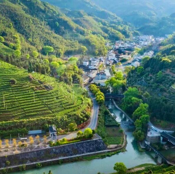 闽人智慧丨一杯坦洋工夫里的醇厚牵挂与富民产业