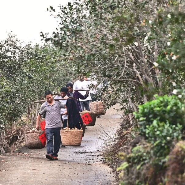 奋勇争先 决战决胜“十四五” | 福安油茶：兴林有“道” 点绿生“金”