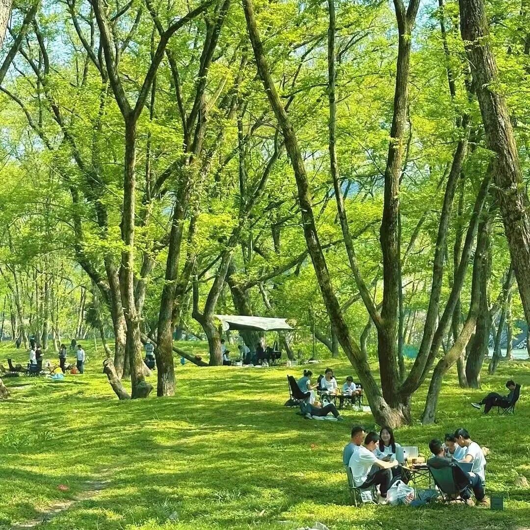 上湾村：凤凰坂的新生态