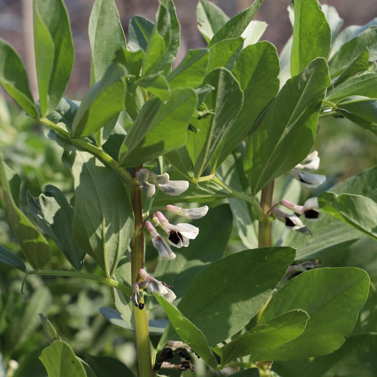 省农科院专家到我市指导葡萄园套种蚕豆试点工作