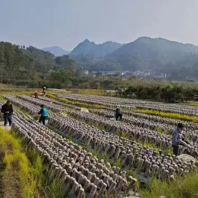 福地寻福·我的家乡我来推 | 康厝乡菌稻轮作：一田双收，黑木耳撑起“致富伞”