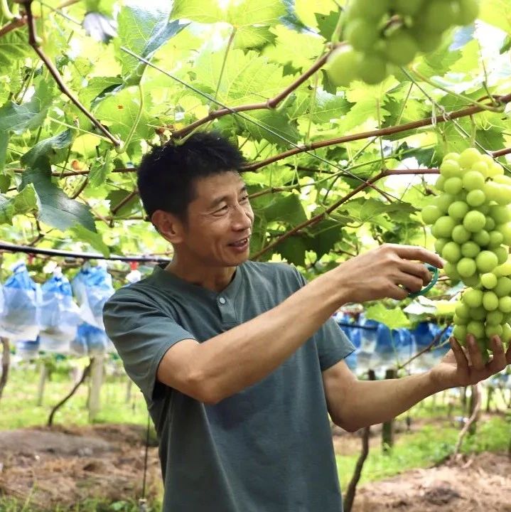 范坑乡高山晚熟葡萄甜蜜上市