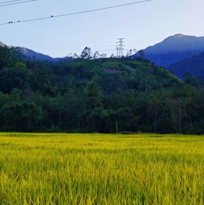 你知不知“稻”？穆阳这片稻田美成了童话