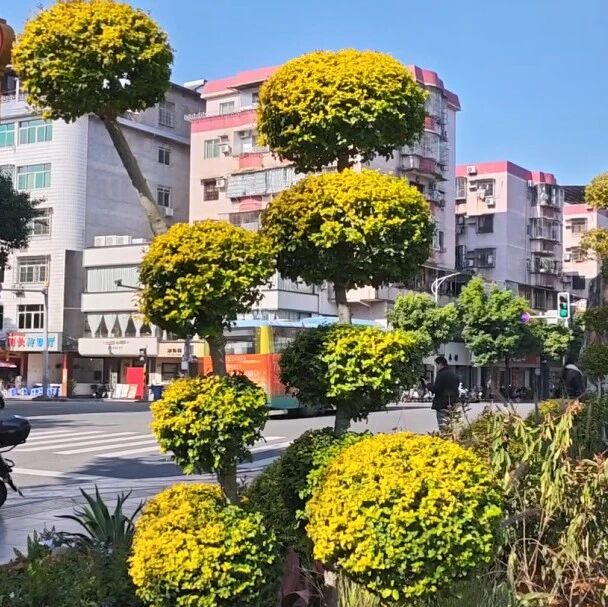 福安：绿色景观“微改造” 城市空间添花境