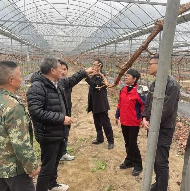 国家专家团队深入调研福安葡萄产业