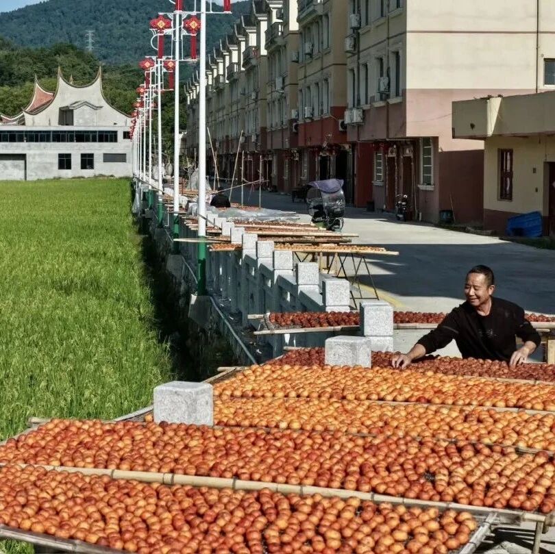 这个周末到福安梧溪走走，欣赏美丽“柿”景！