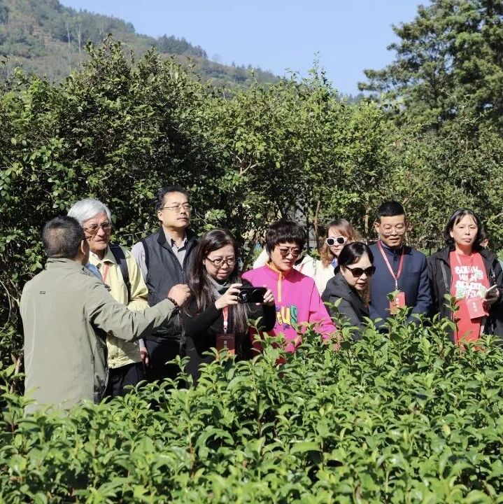 探访福安核心茶区，感悟两岸同根源