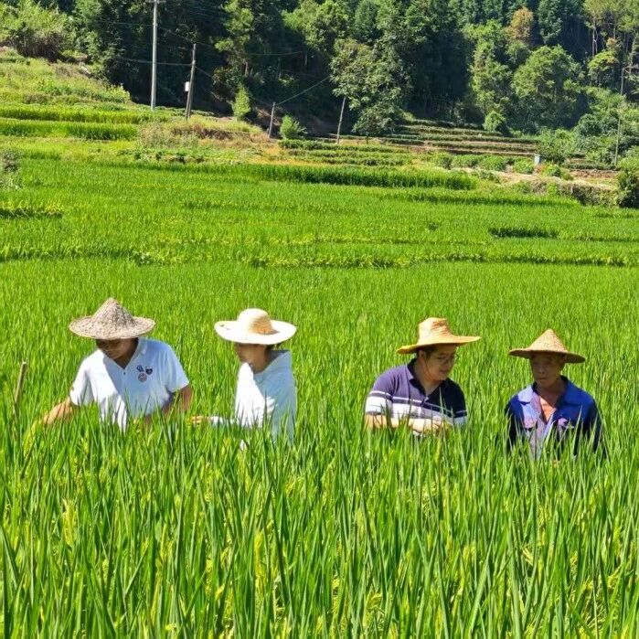 科技特派员“神助攻”，福安城阳中稻丰收有戏啦！
