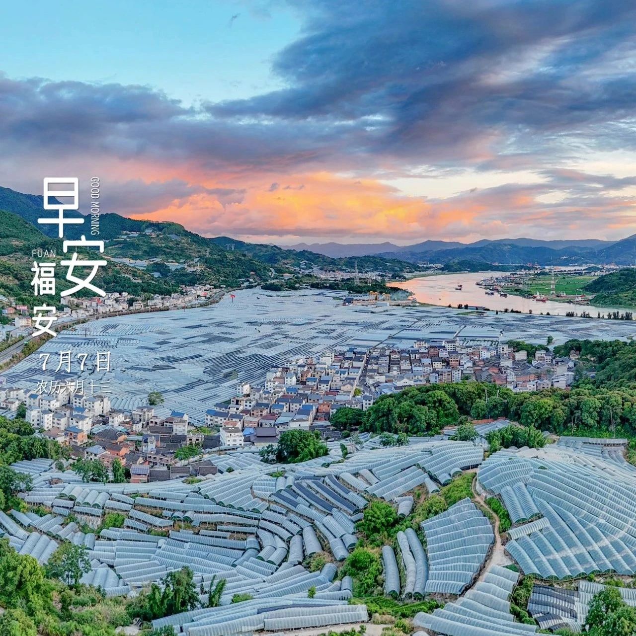 早安福安｜盛夏炎炎  葡萄累累