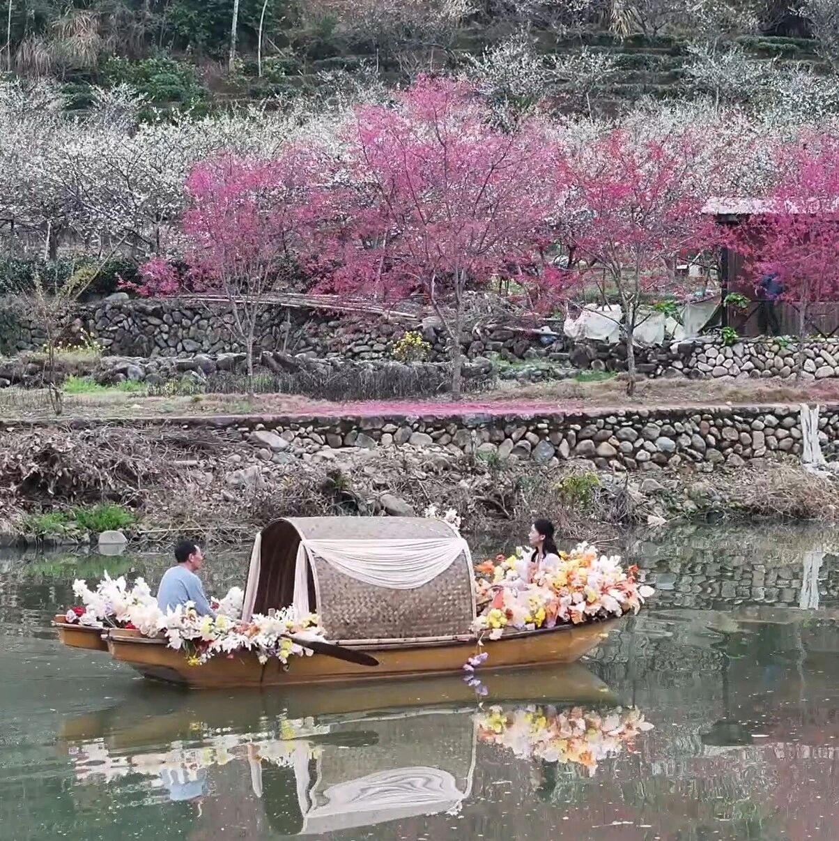 福安三万多亩芙蓉李花迎春怒放，游人如织......