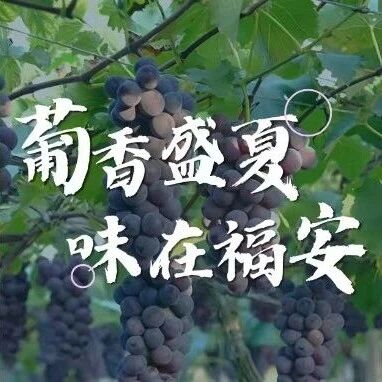 夏天的福安，每户人家里都有它的身影……
