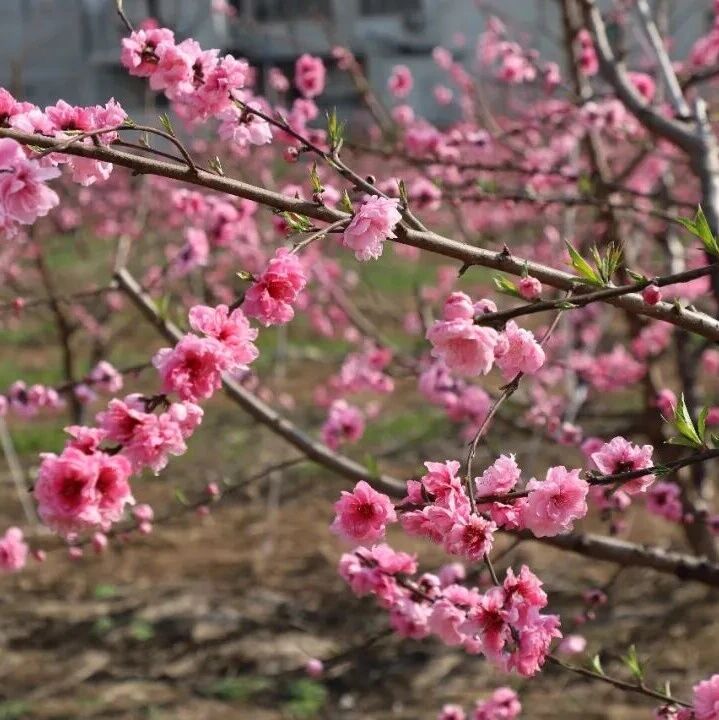 真美！春风一吹，福安白石坂村又一批桃花开了！