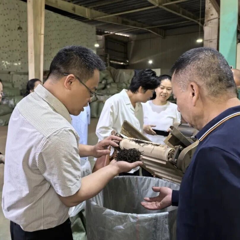 韩城有你·文明有礼丨劳模工匠精准赋能茶企提质增效