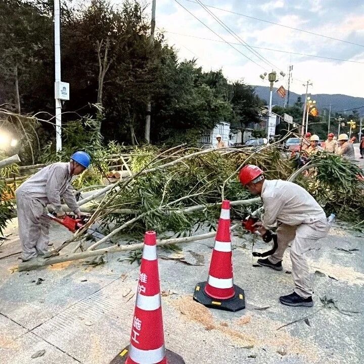 迎战“沙德尔”，福安供电连夜处置超高树障