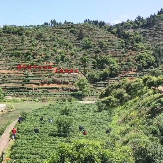 《地理标志产品质量要求 坦洋工夫》国家标准正式发布