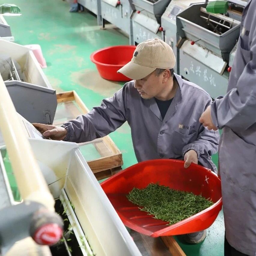 范坑乡乌牛早茶采摘正当时，绿叶蝶变“黄金叶”