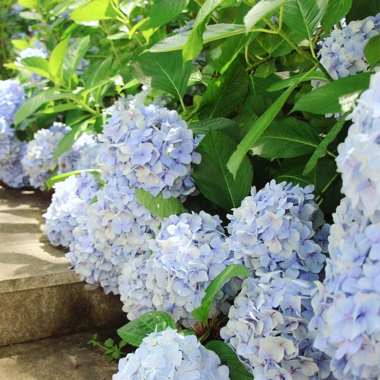 松罗天池草场：绣球花开，夏日来信