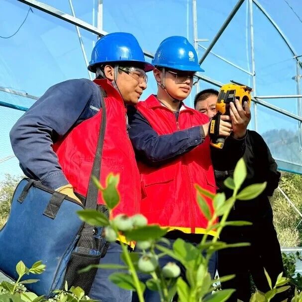 福安供电：贴心服务“零距离” 护航蓝莓“抢鲜季”
