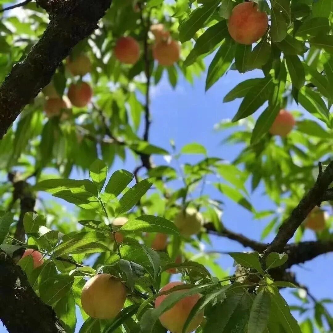 当代福安人100%逃不掉的夏天定律