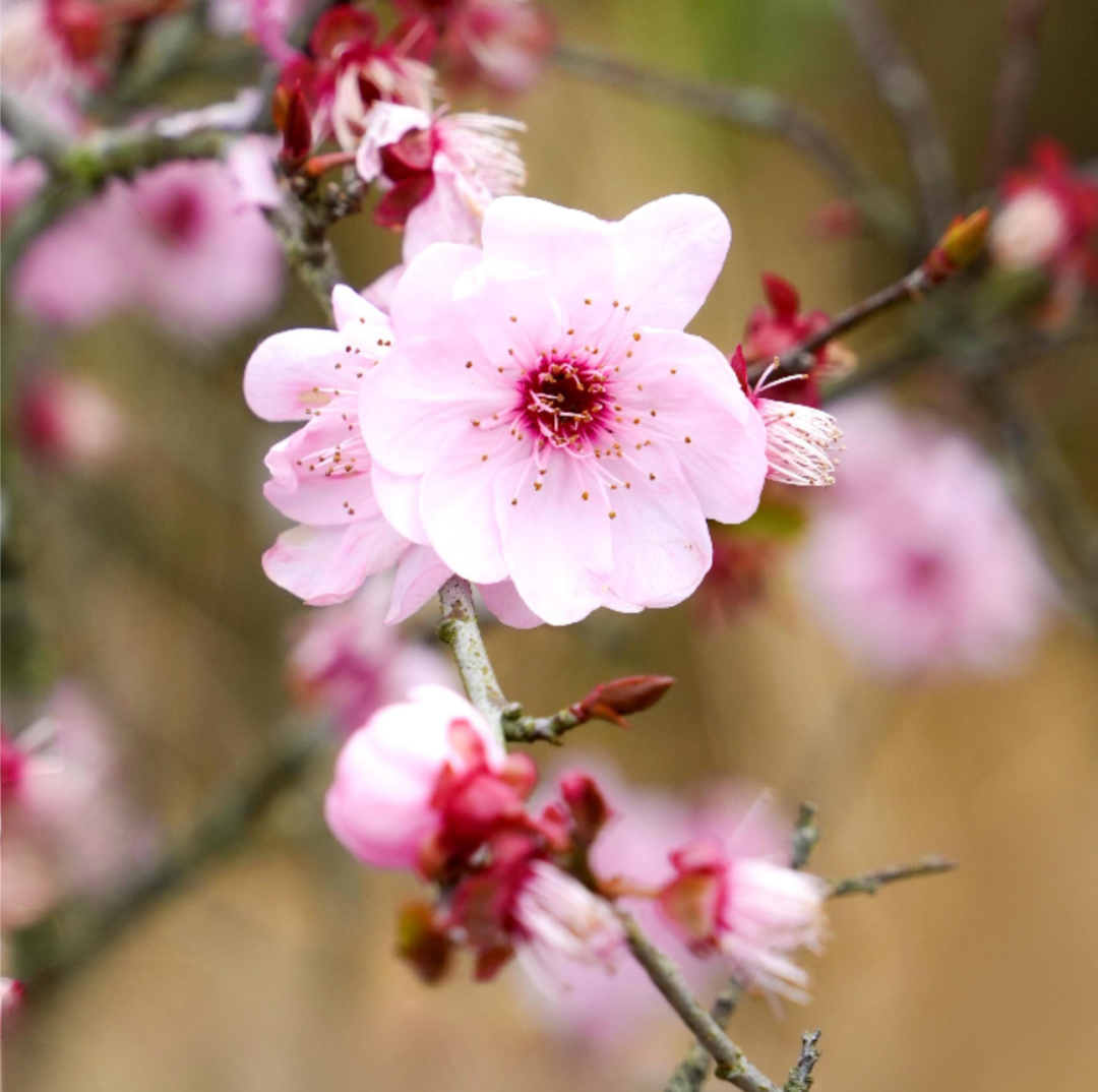 20250311-DSC06113(1).png