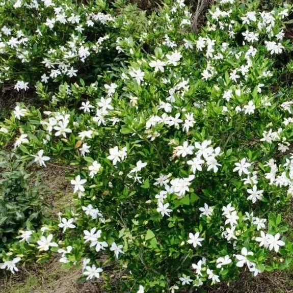 花开香满山！上白石镇姜家山村200亩黄栀子进入盛花期