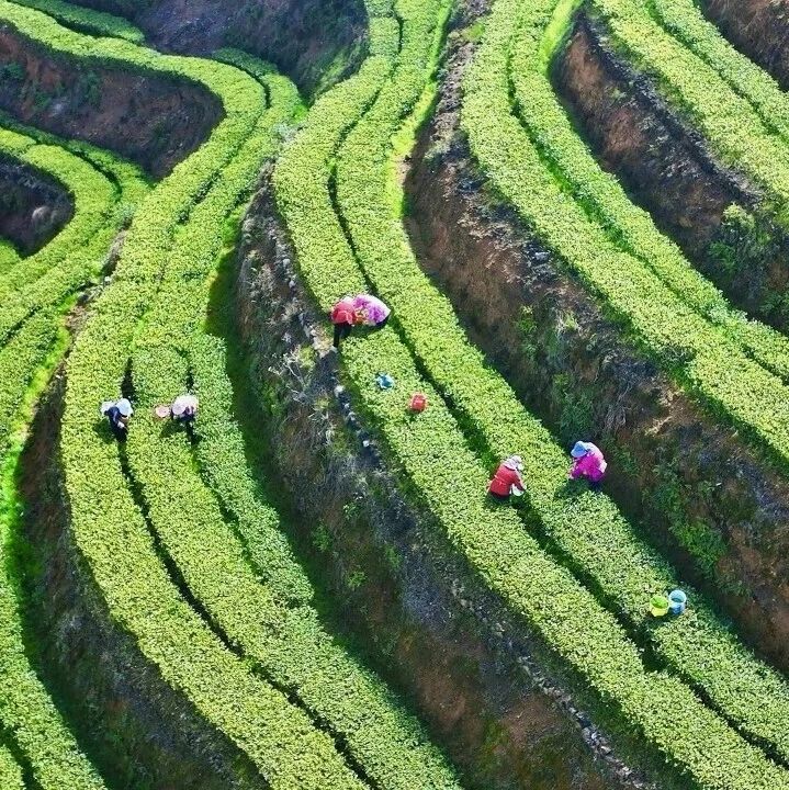 福安春茶批量上市 “优质优价”格局凸显