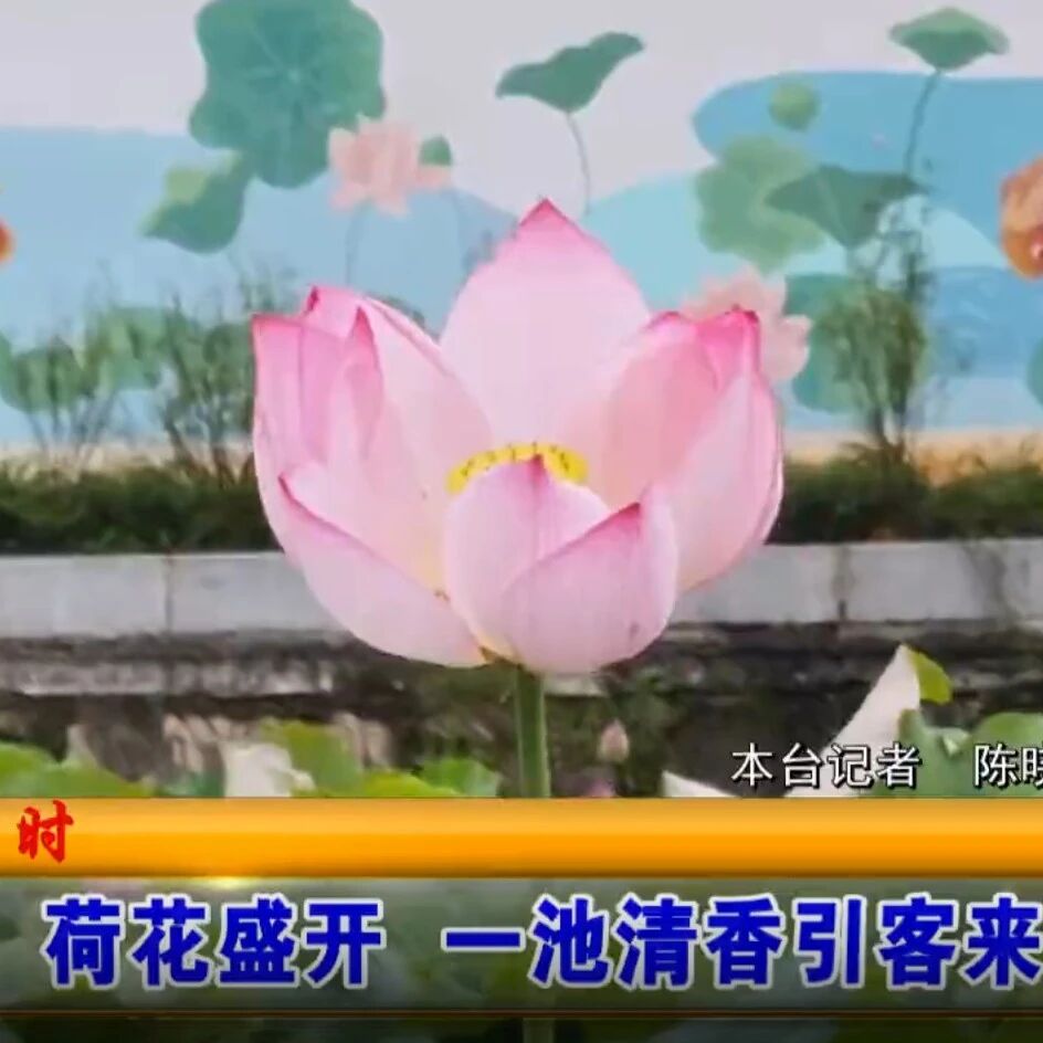 夏日限定美景！穆云翁洋的荷花全开了！
