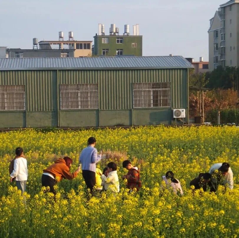 就在家门口！甘棠油菜花海等你来拍拍拍~