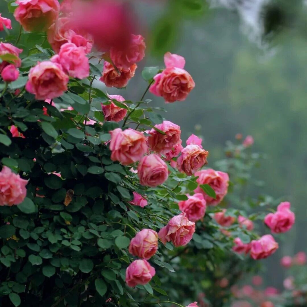 美爆了！福安这个村的月季花园，太出片了！